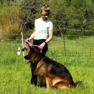 Photo illustrant les méthodes d'éducation canine de Rio and co, éducateur canin à Annecy en Haute Savoie