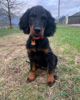 Photo illustrant les méthodes d'éducation canine de Rio and co, comportementaliste canin à Annecy en Haute Savoie